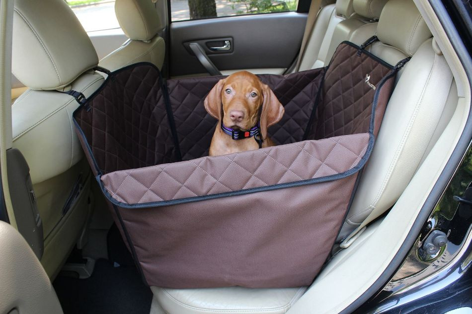 Sådan transporterer du din hund sikkert i bilen: råd og tips